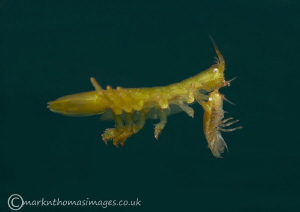 Amphipods - male & female I believe, drifting midwater in... by Mark Thomas 